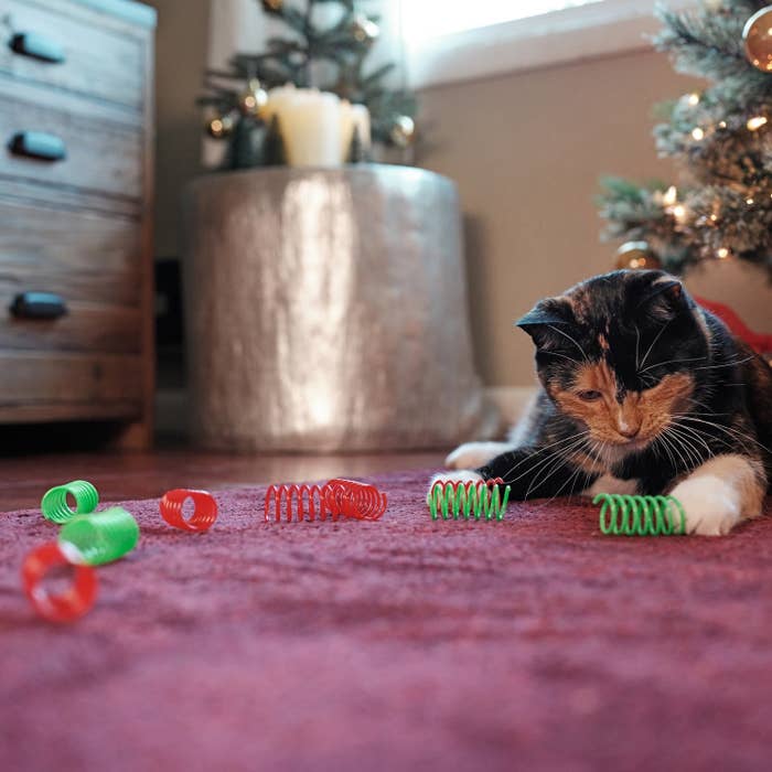 A cat playing with green and red spring toys.