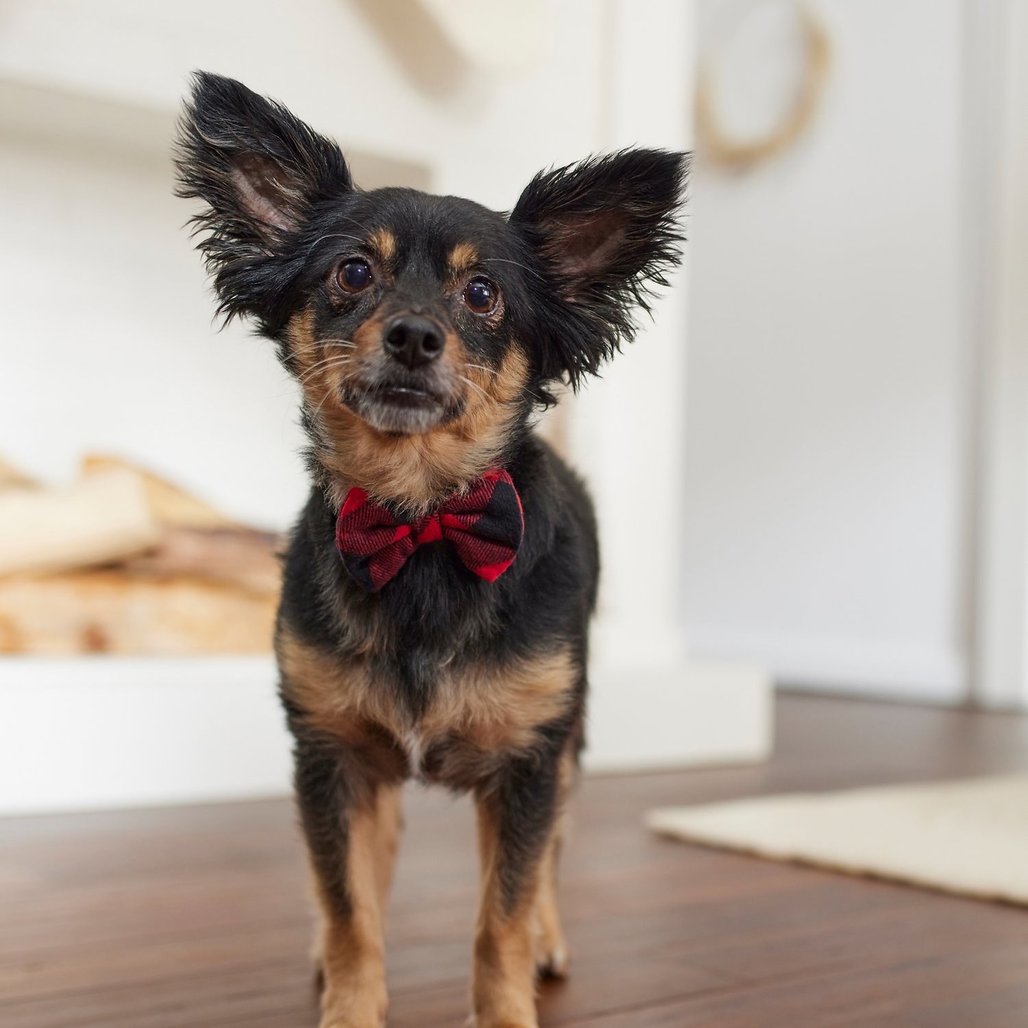 A dog wearing a plaid bow tie.