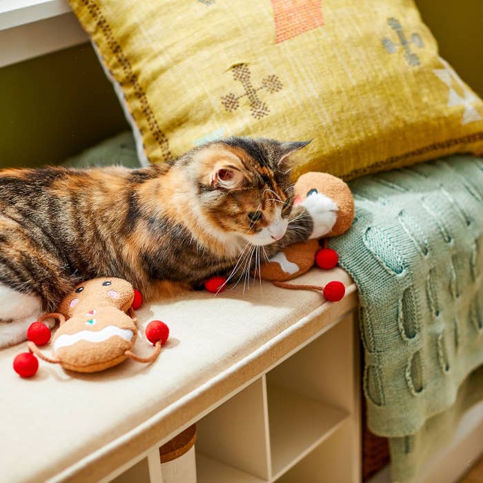 A cat with two plush gingerbread cookie toys.