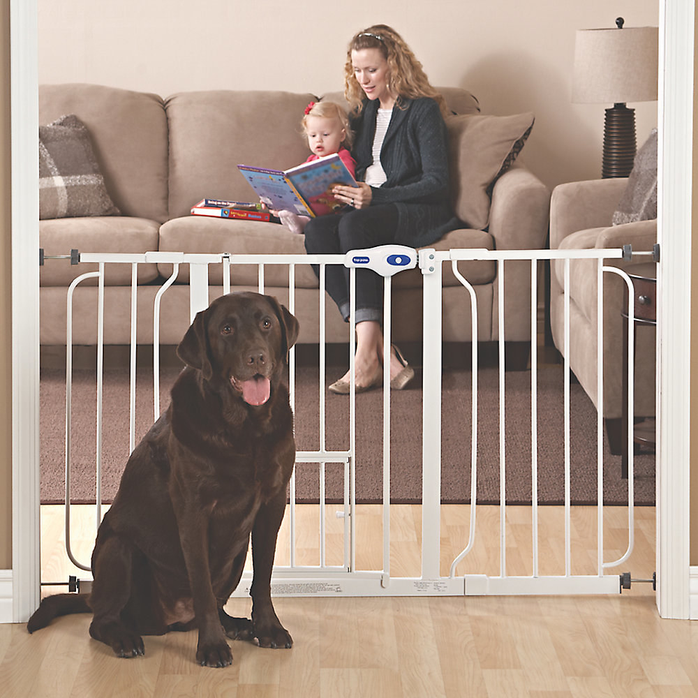 A chocolate lab sitting in front of a white gate between a doorway