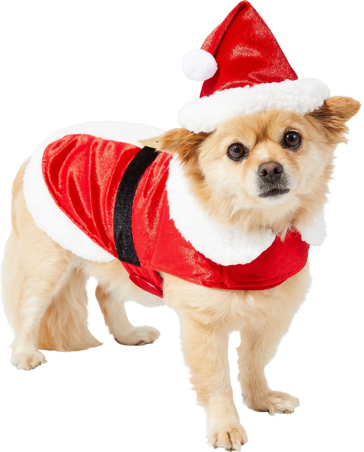 A cute dog wearing a Santa costume.