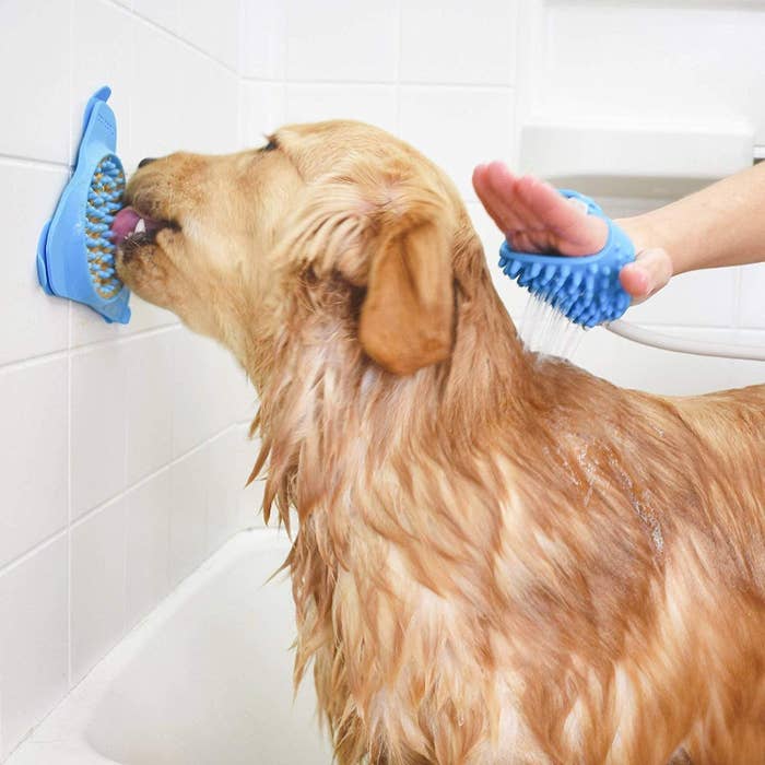 A yellow lab licking a blue lick pad on a shower wall while someone washes them