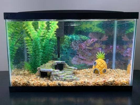 10 gallon tank with rocks and accessories inside