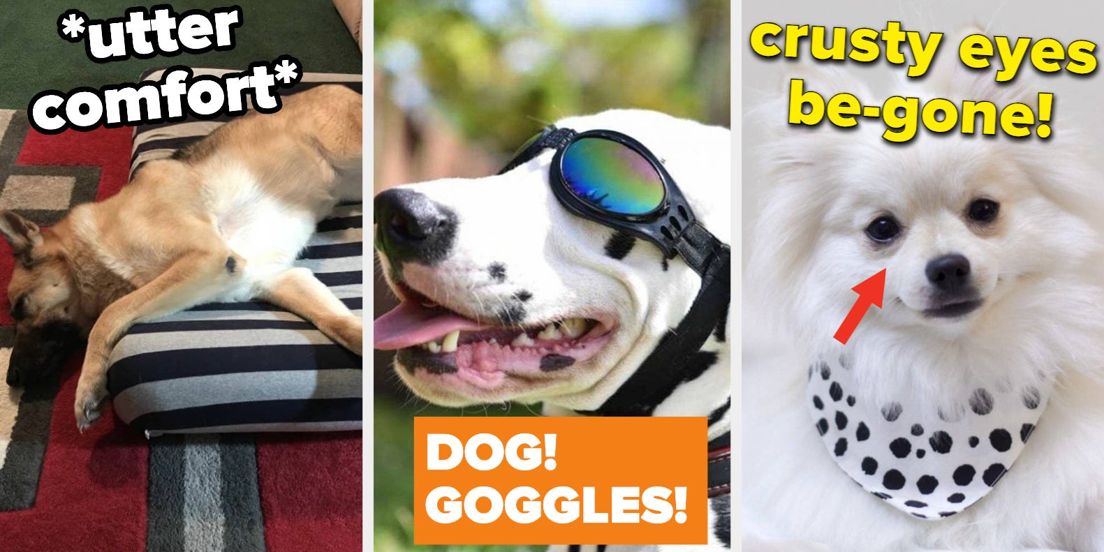36 Things For Anyone Whose Dog Is High-Maintenance