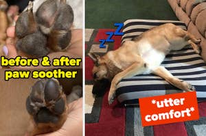 A split thumbnail of a dog paw and a dog sleeping