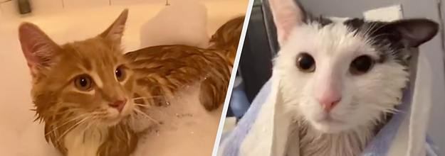 These Cats Are Very Chill About Taking A Bath