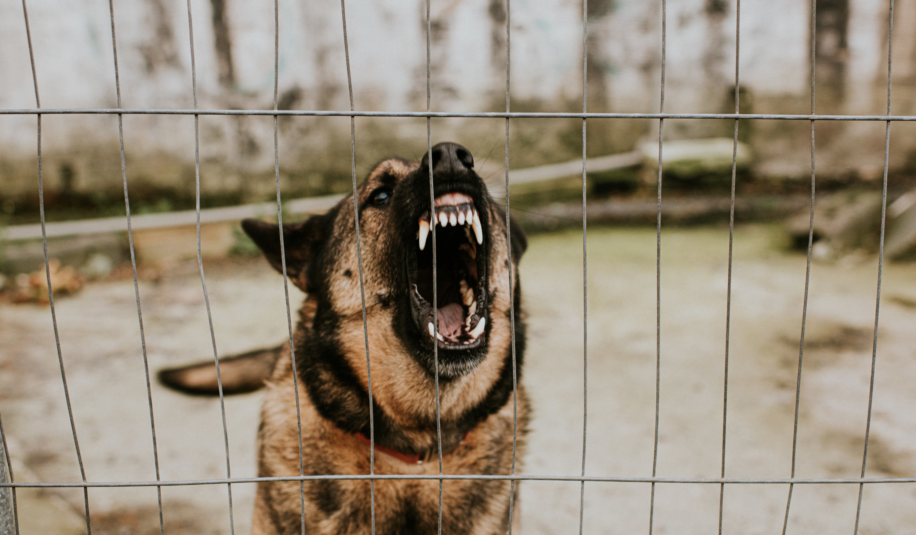 Aggressive dog showing its teeth