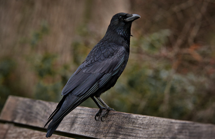 a crow on a bench