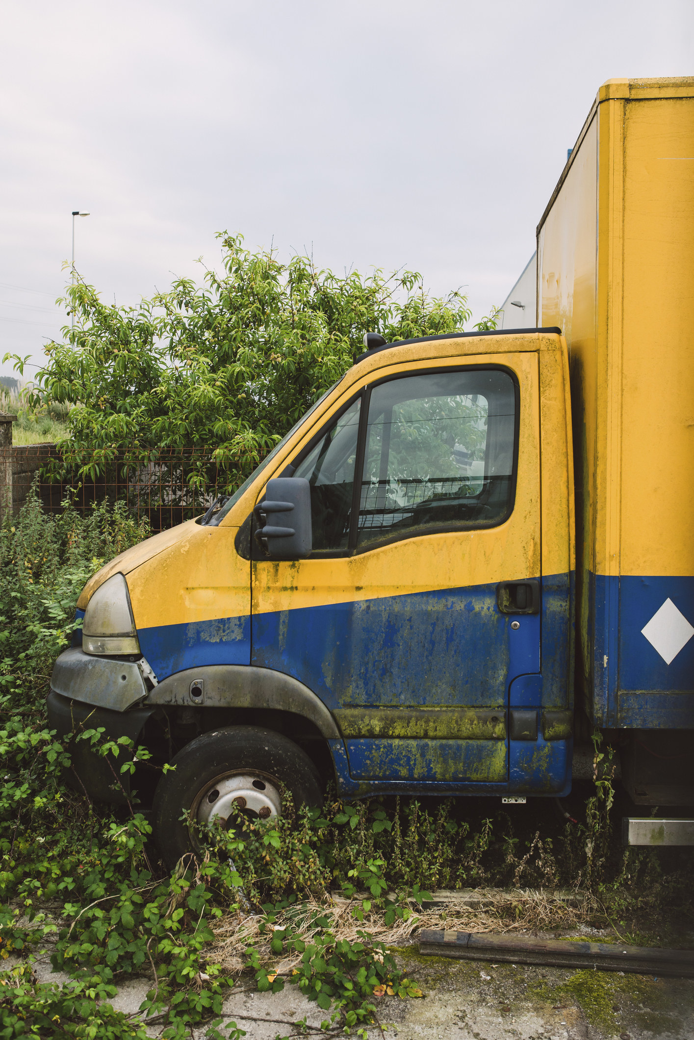 An abandoned truck sits in unkempt greenery