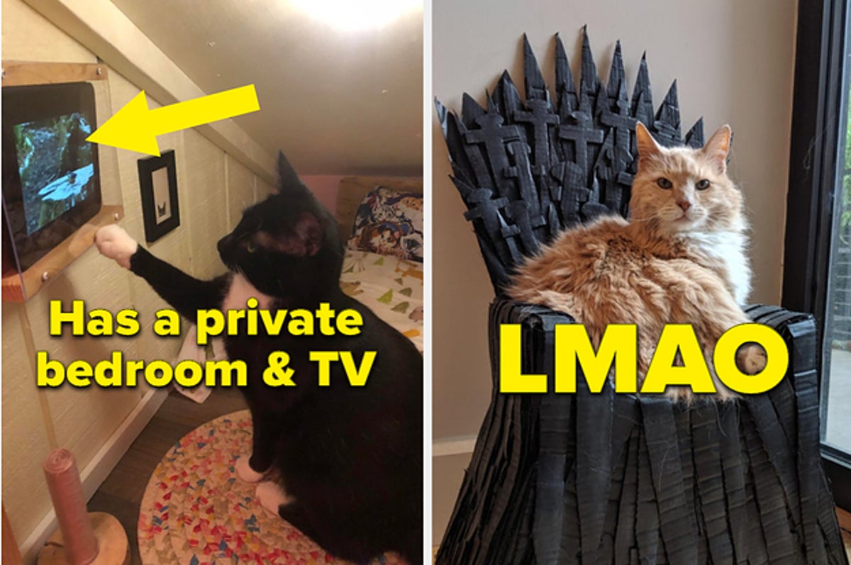 Presenting 'Rich Cats Of Instagram,' Or The Most Spoiled Felines