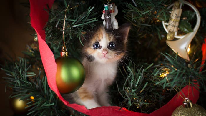 cat in a christmas tree surrounded by ornaments