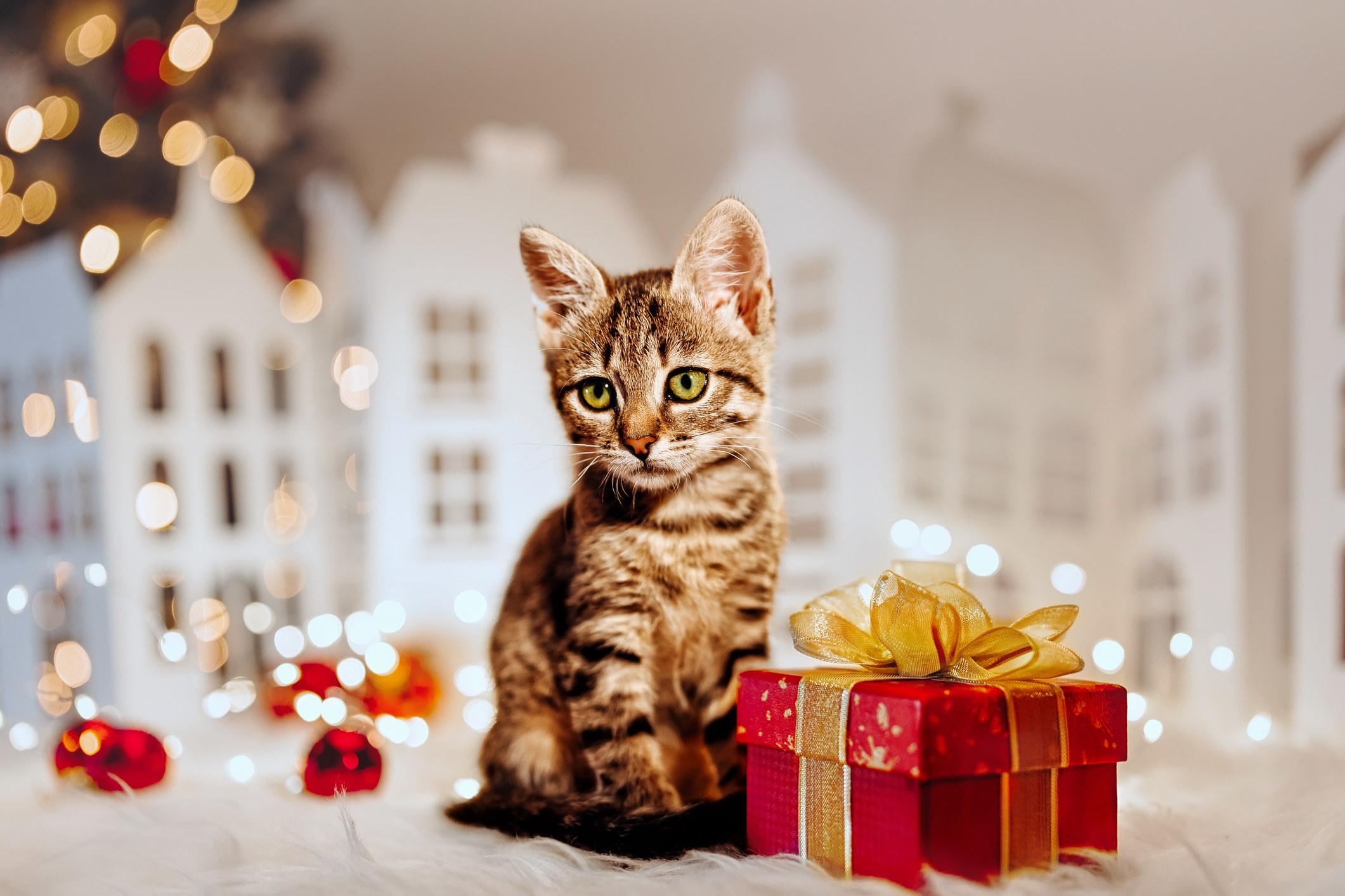 striped cat next to present on floor