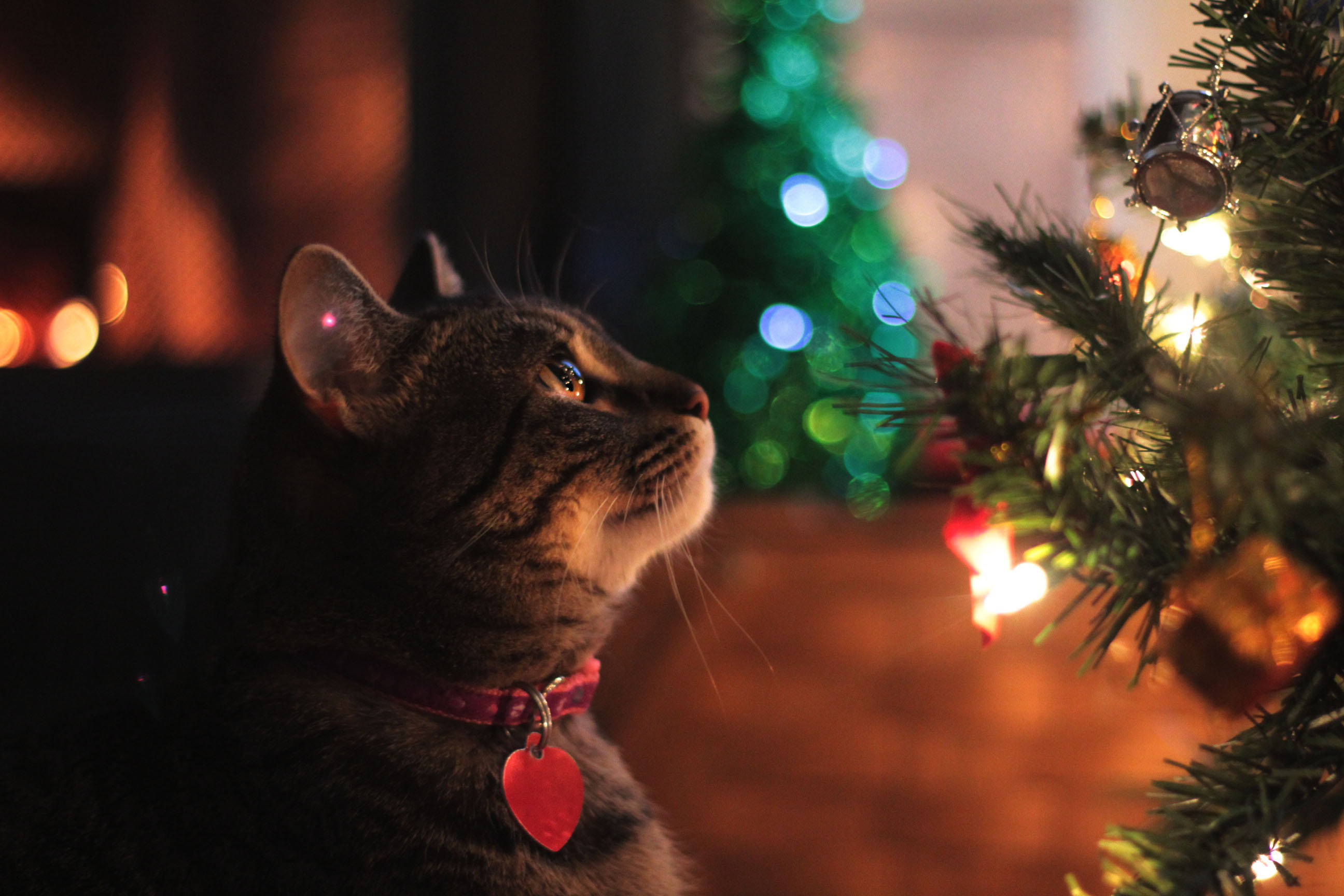cat looking up at christmas tree lights