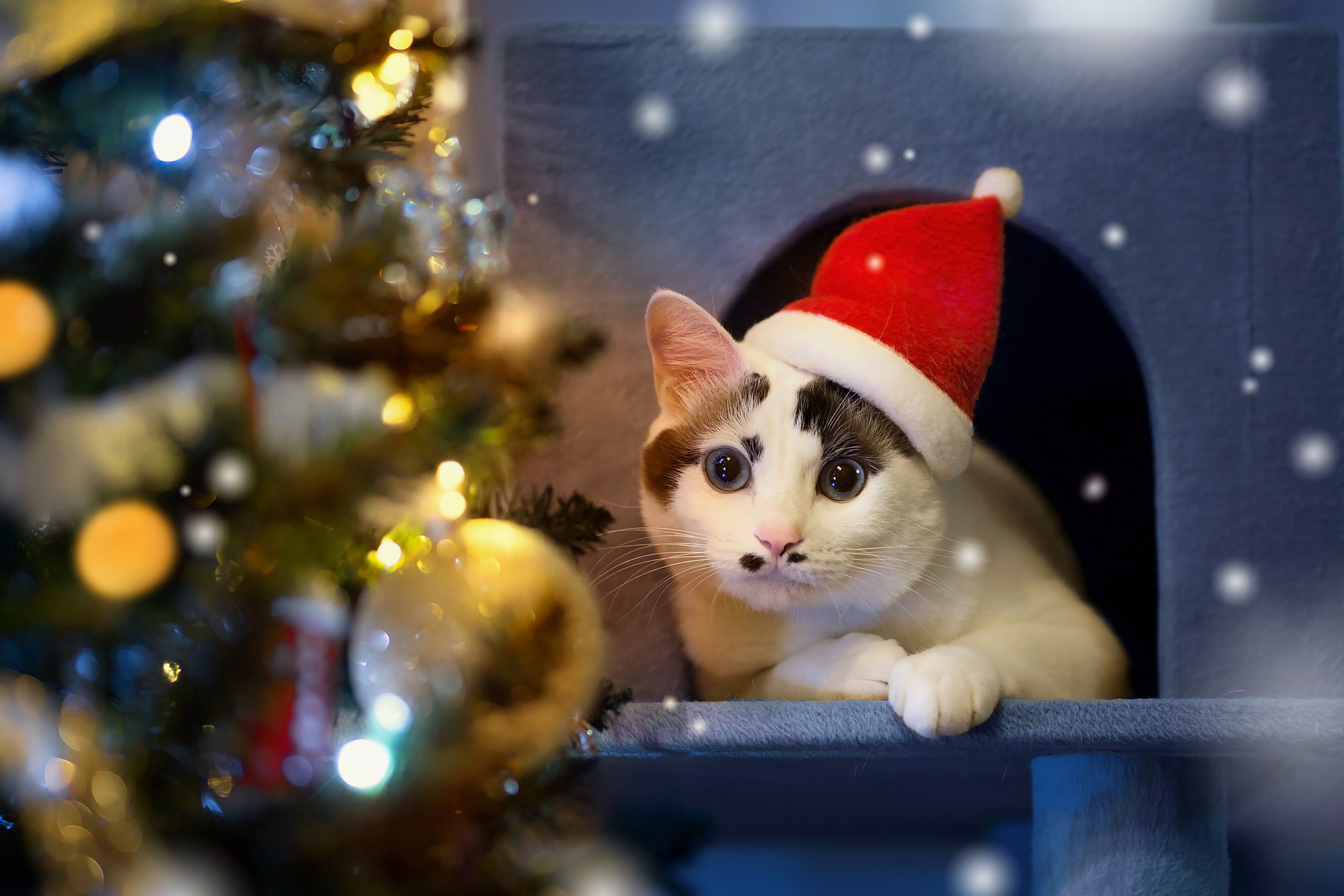 spotted cat next to christmas tree with santa hat on