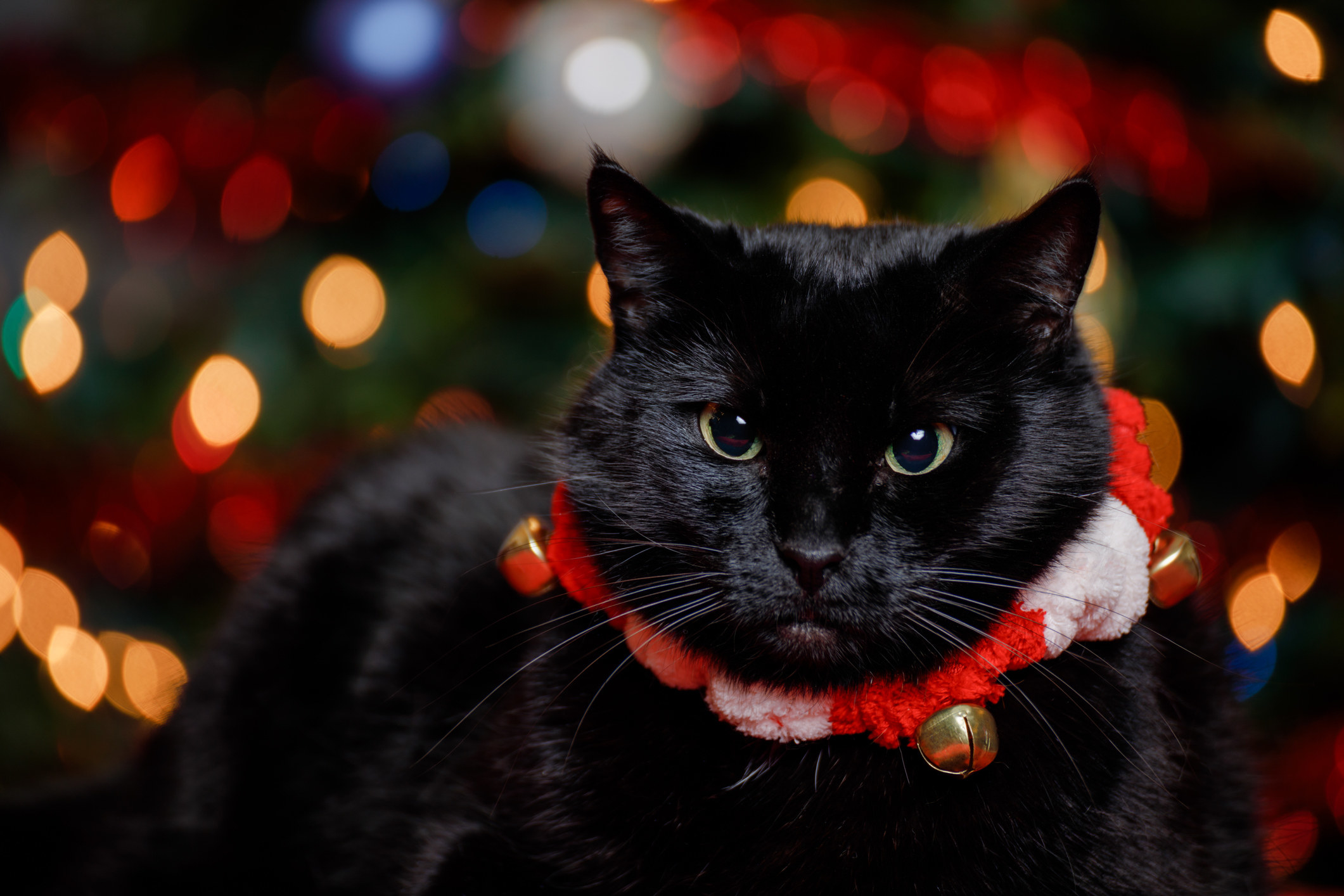 black cat wearing a christmas collar with bells