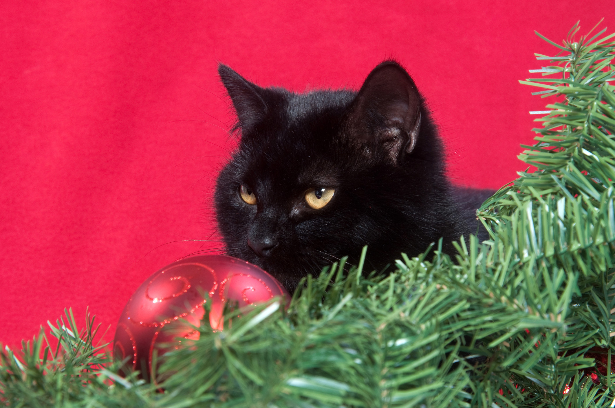 black cat with christmas decorations