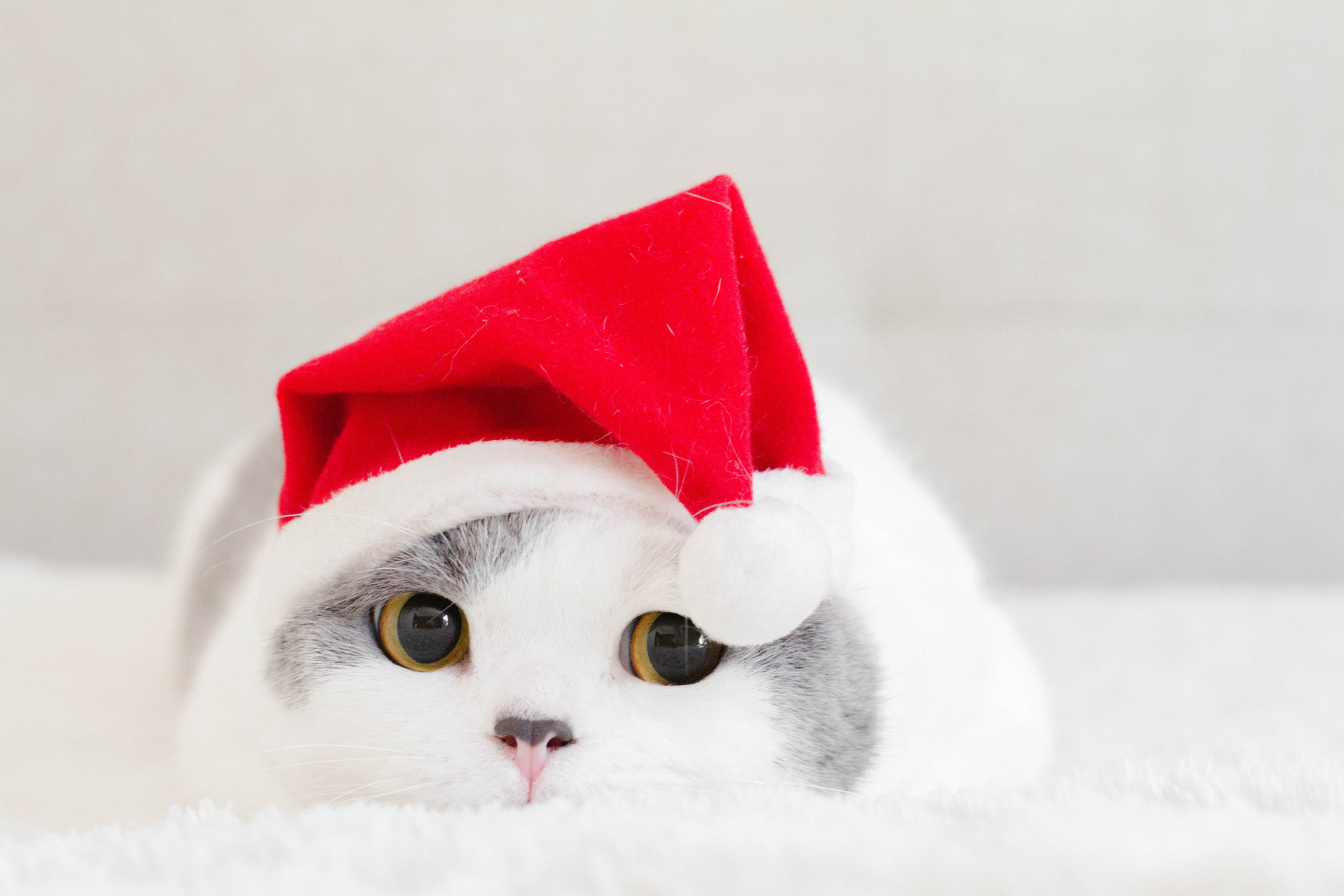 cat in santa hat