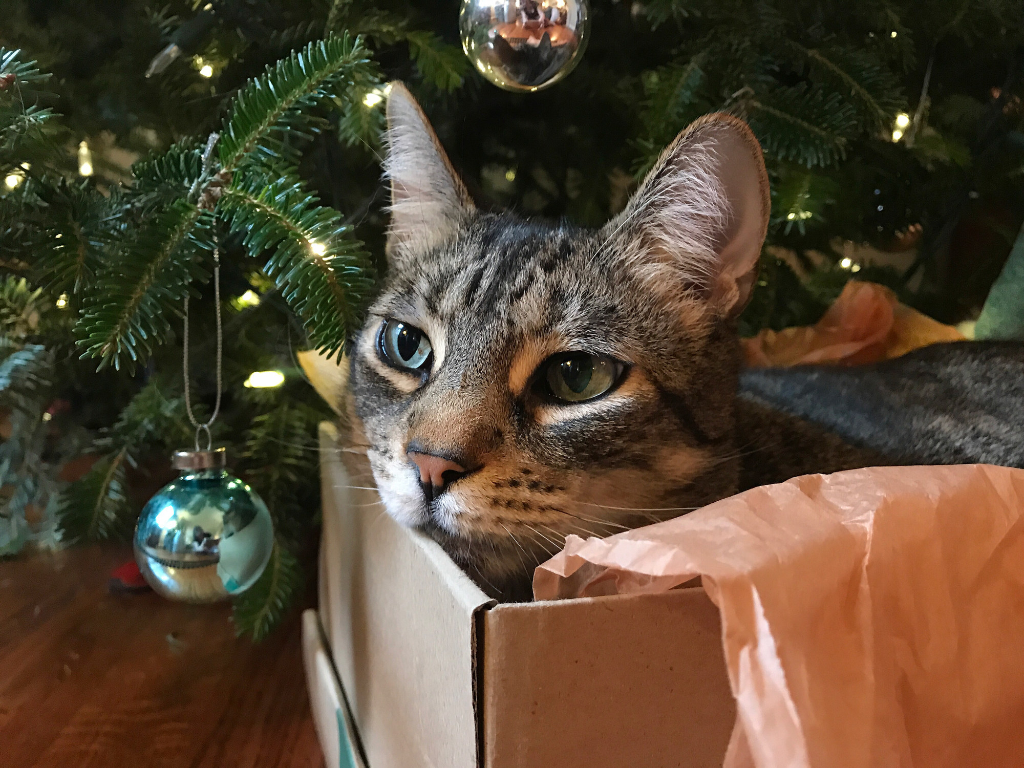 tabby cat in a cardboard box
