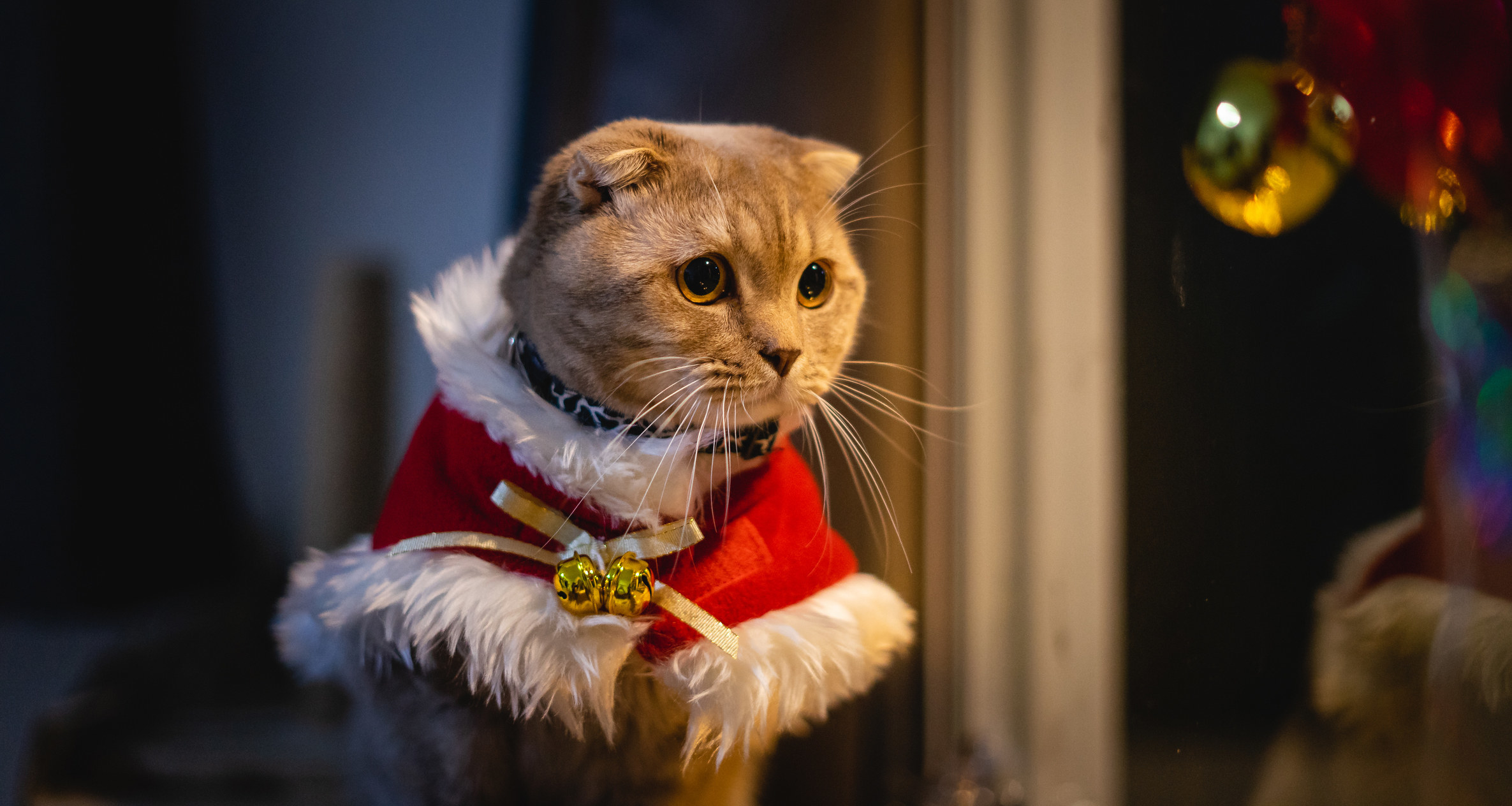 cat with ears down in santa costume