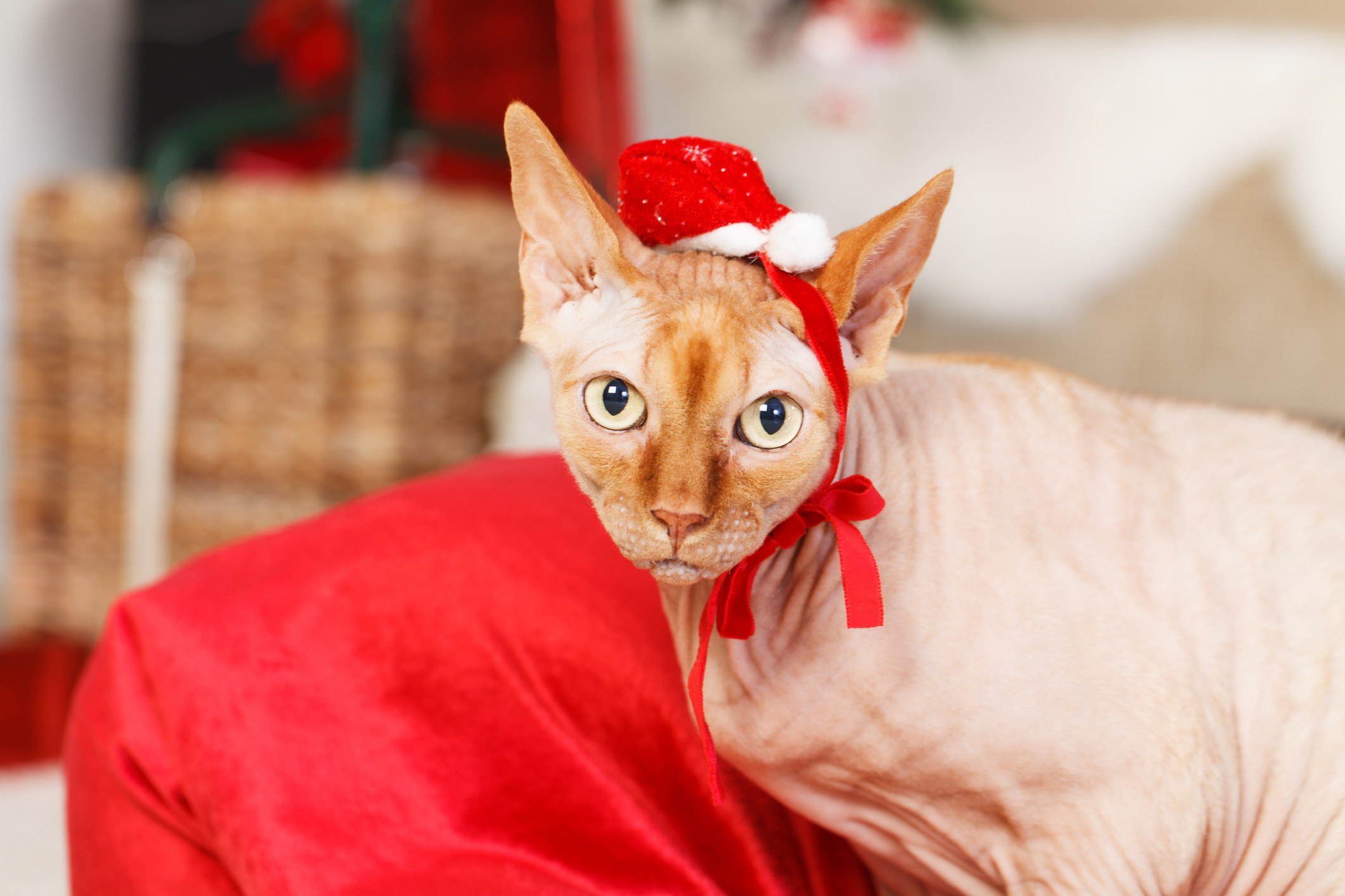 sphynx cat wearing santa hat