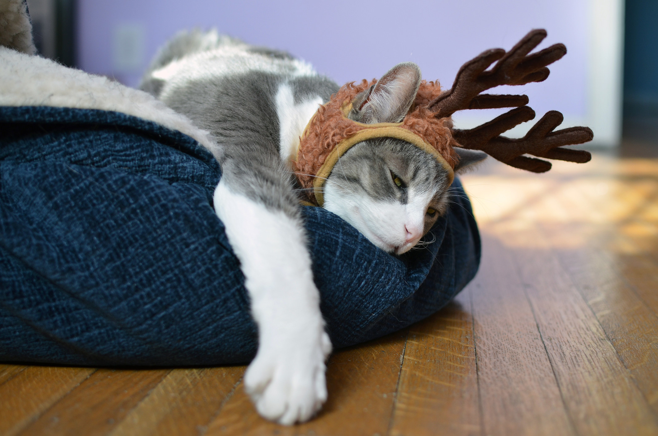 cat wearing reindeer antlers asleep