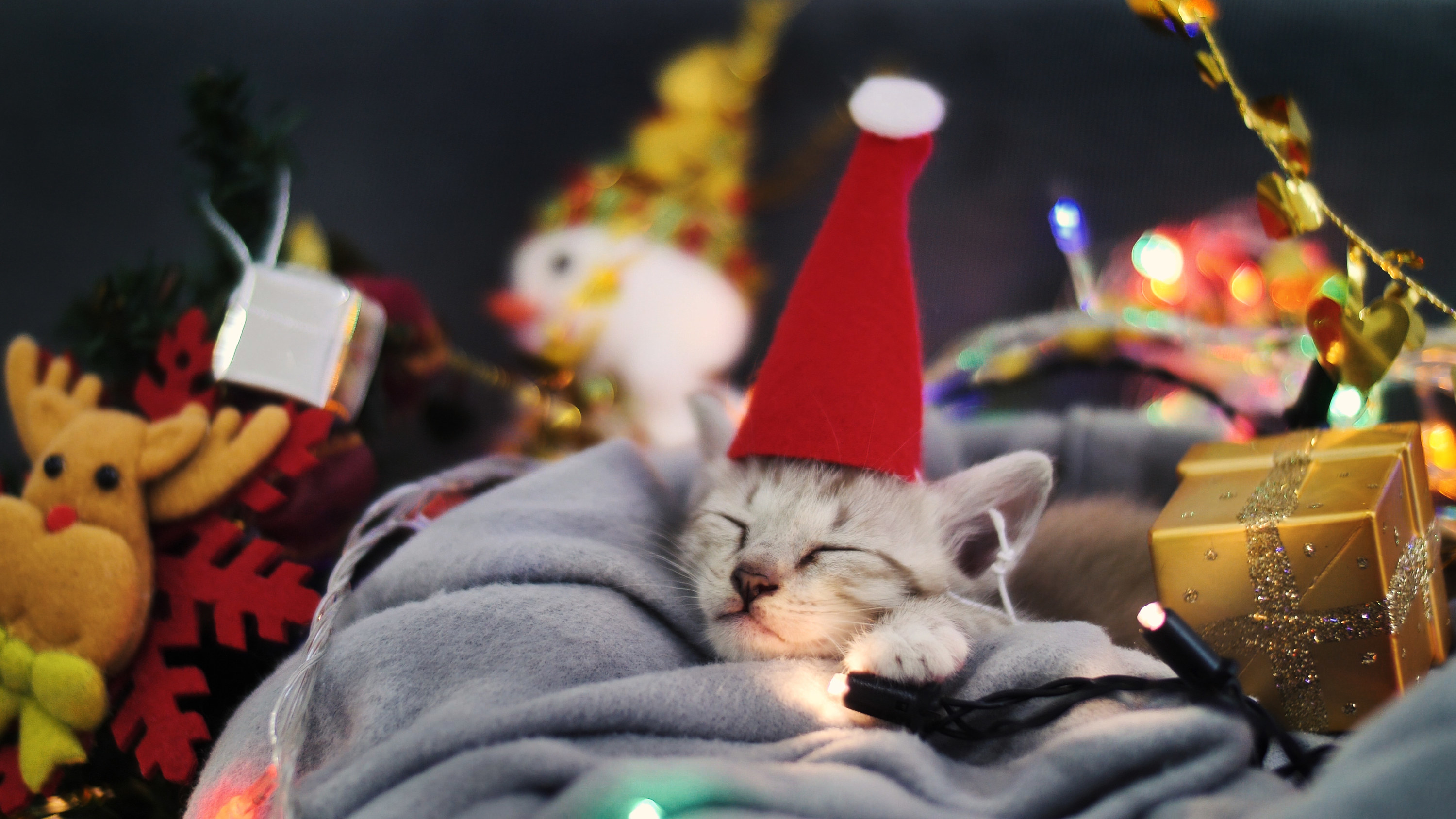 sleeping kitten wearing santa hat
