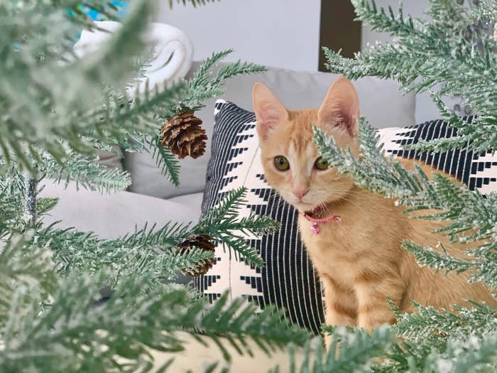 tabby cat in living room with christmas tree in foreground