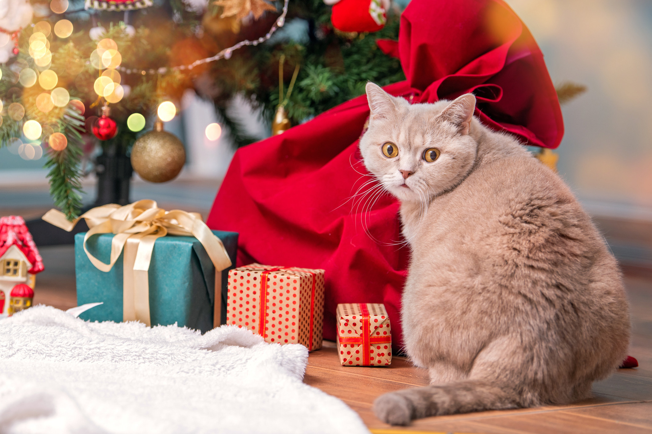 cat nexto present boxes under christmas tree