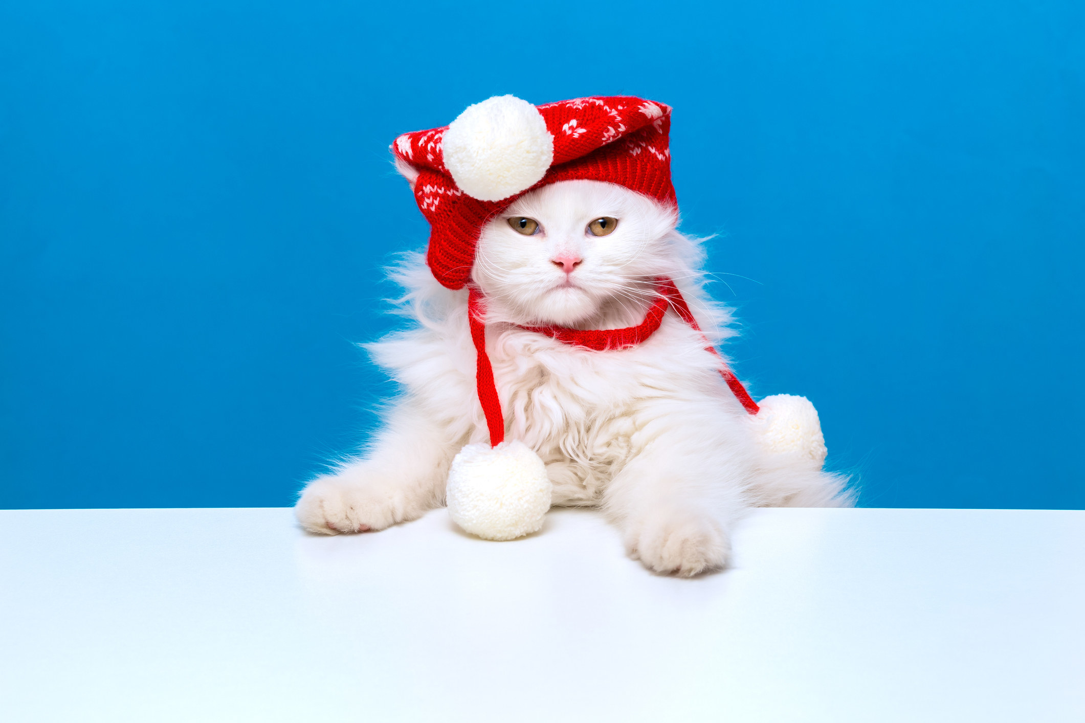fluffy cat in red stocking hat