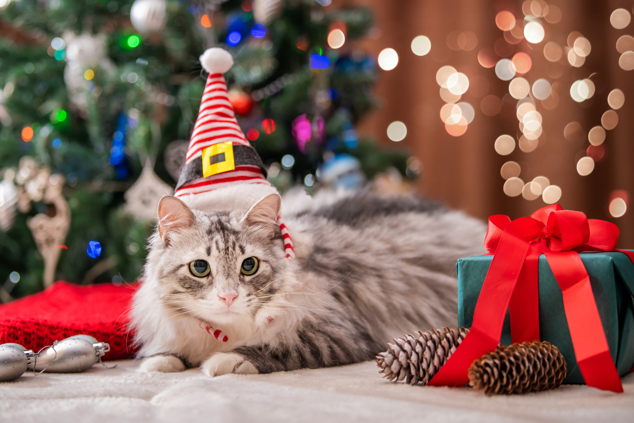 fat fluffy cat next to a gift box on the background of a christmas tree and lights of garlands