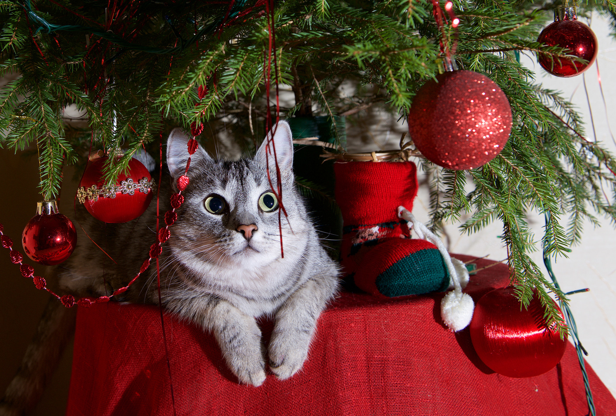 cat in christmas tree surrounded by ornaments