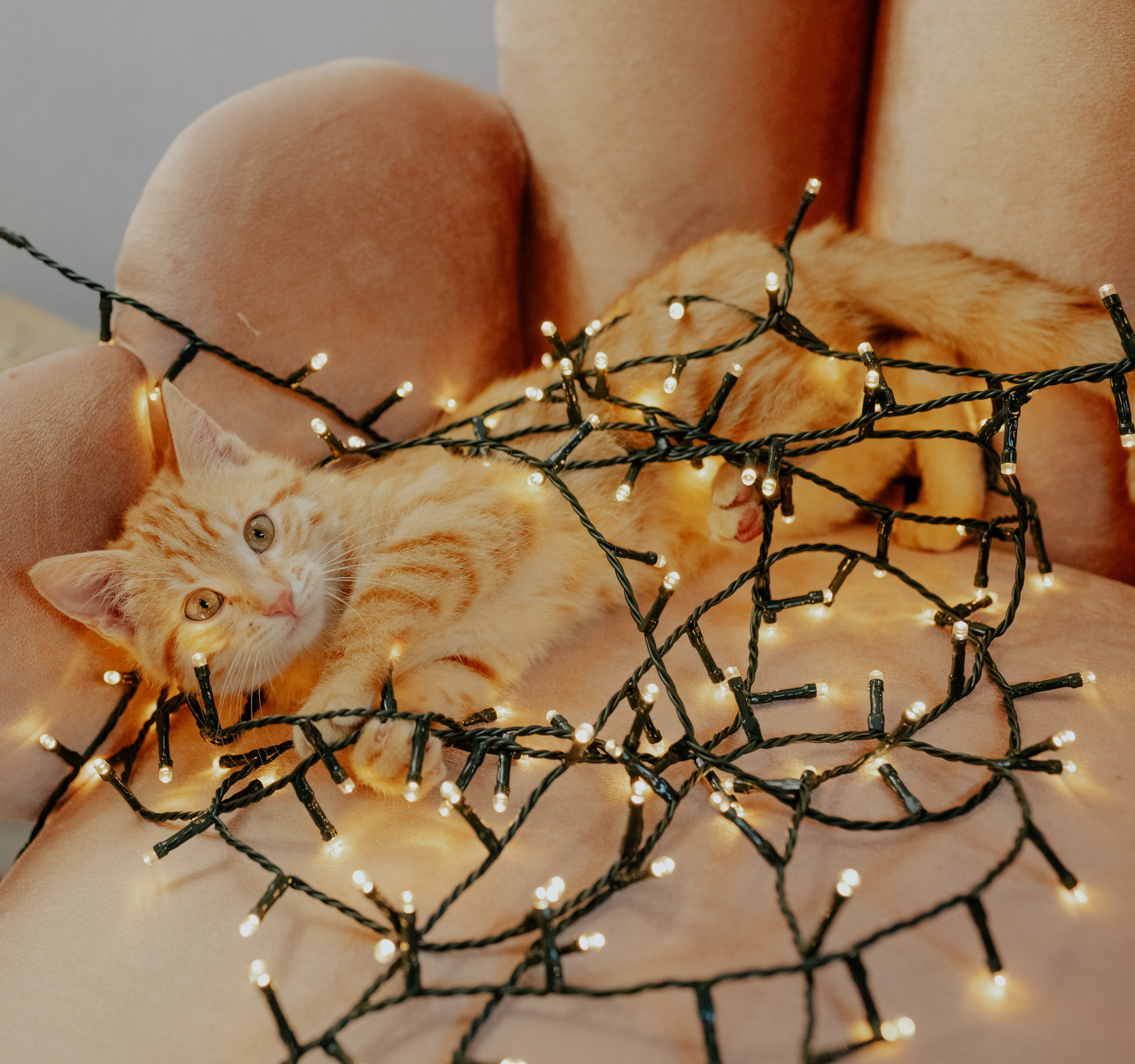 cat tangled up in christmas lights