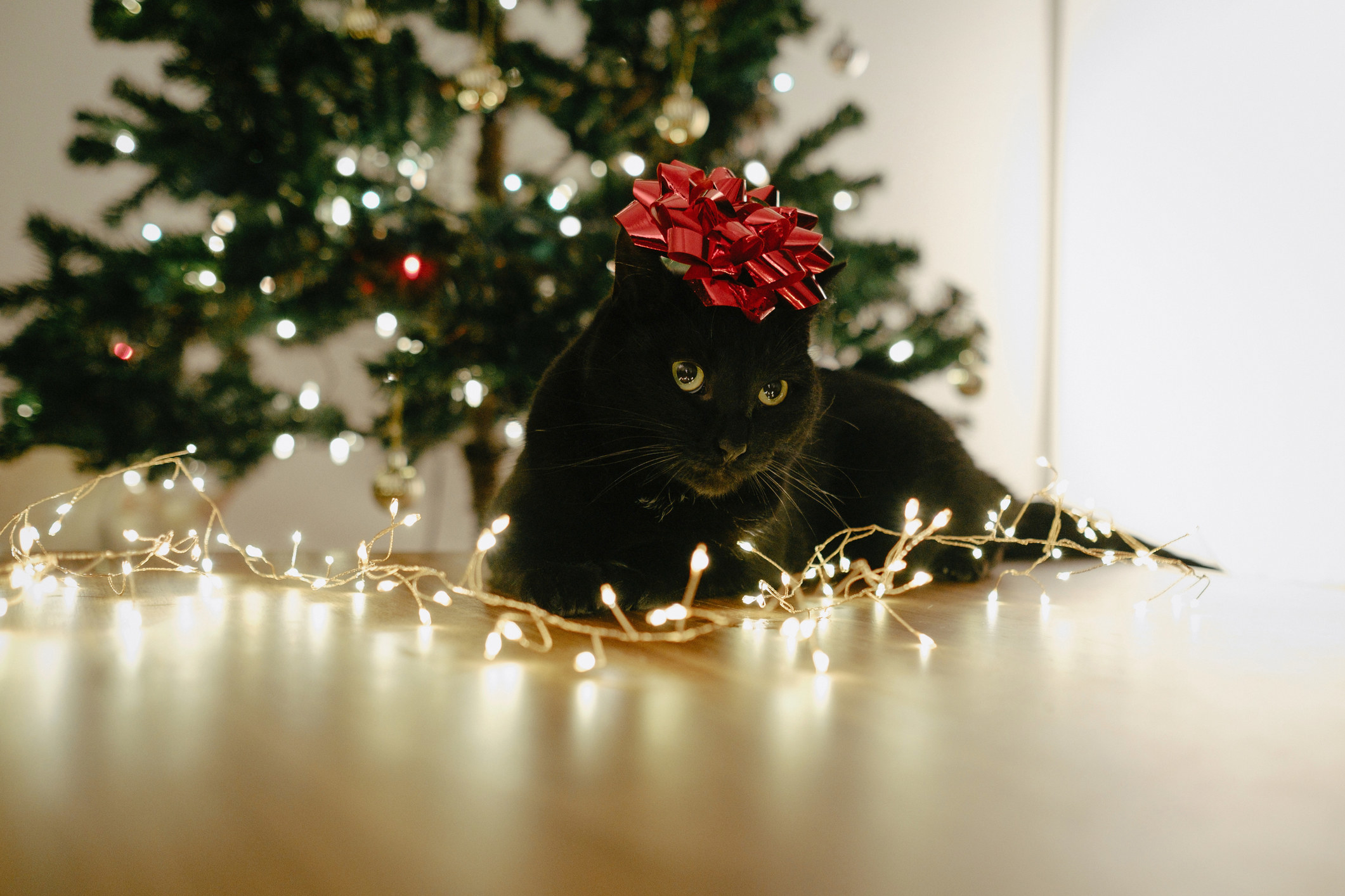 black cat with bow on head next to christmas lights