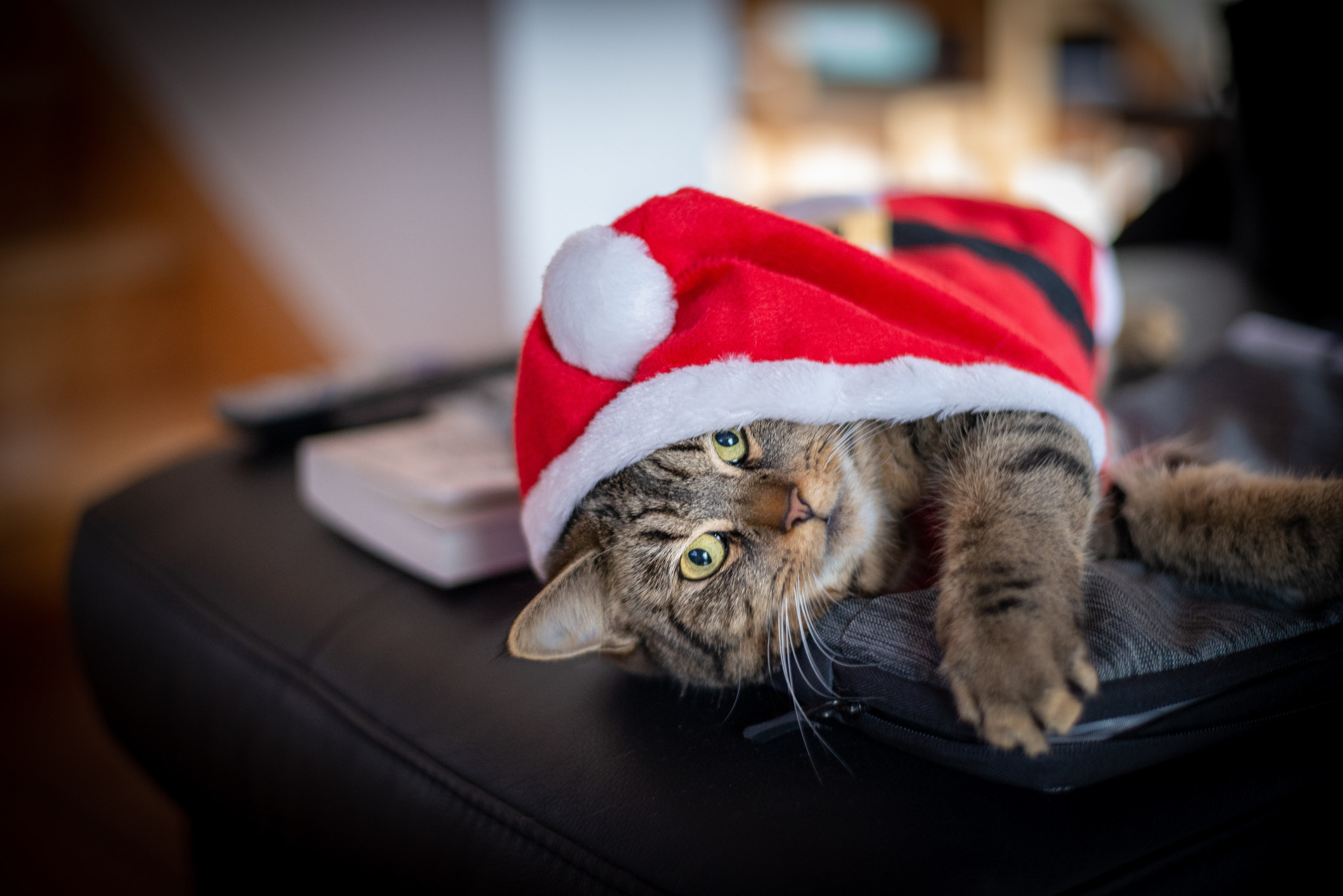 cat in santa costume laying down