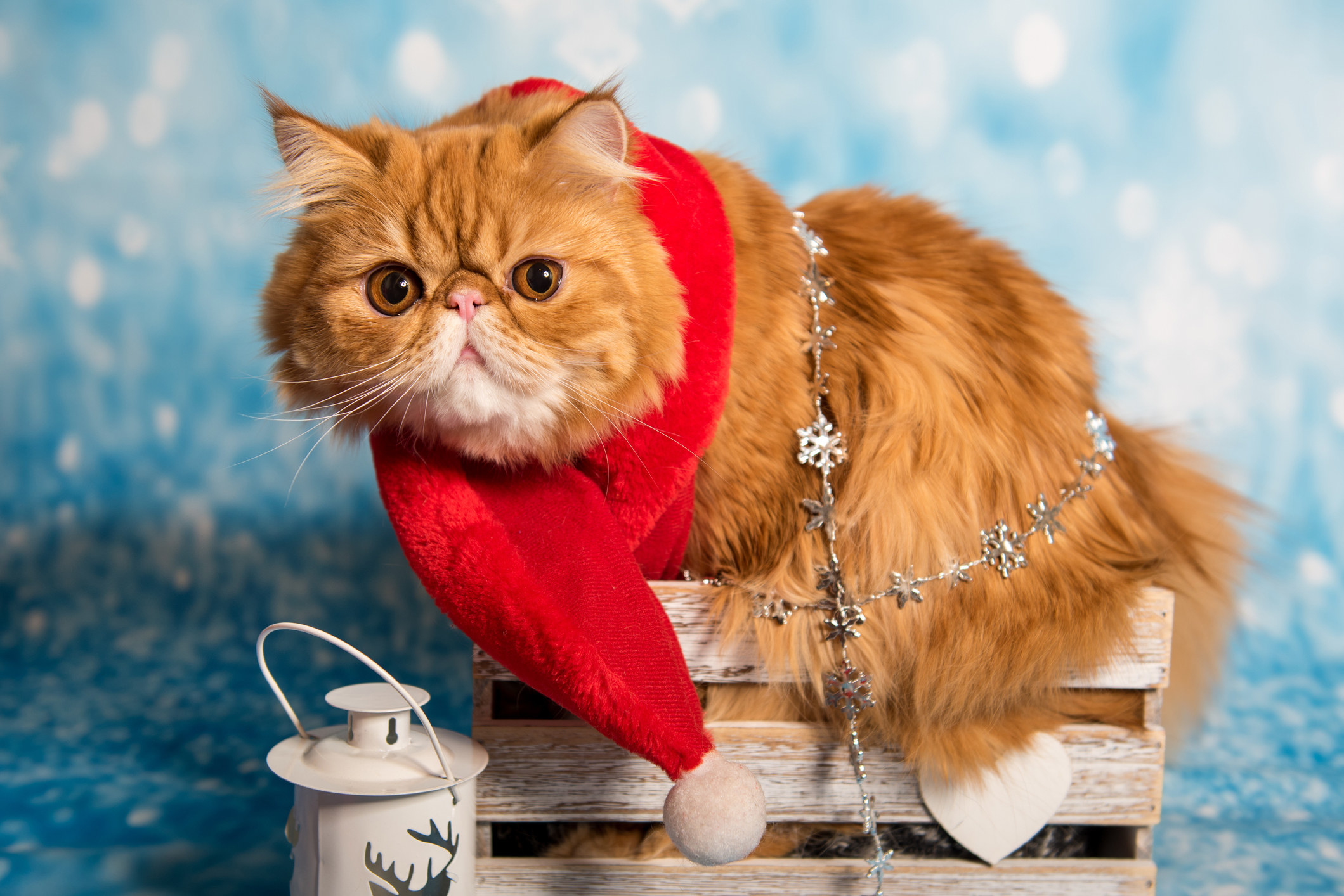 persian cat in red santa claus scarf