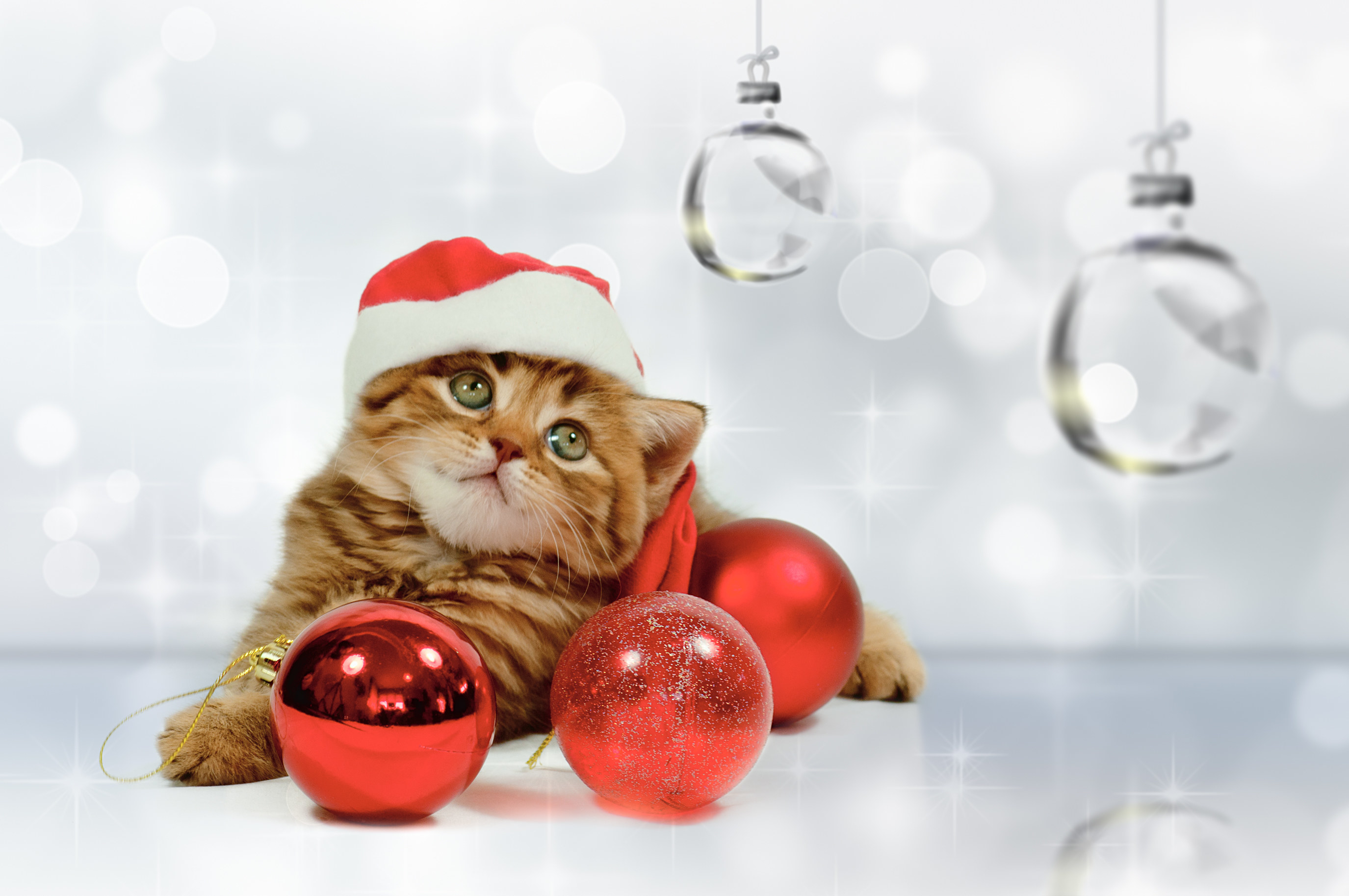 kitten wearing santa hat looking at glass ornament