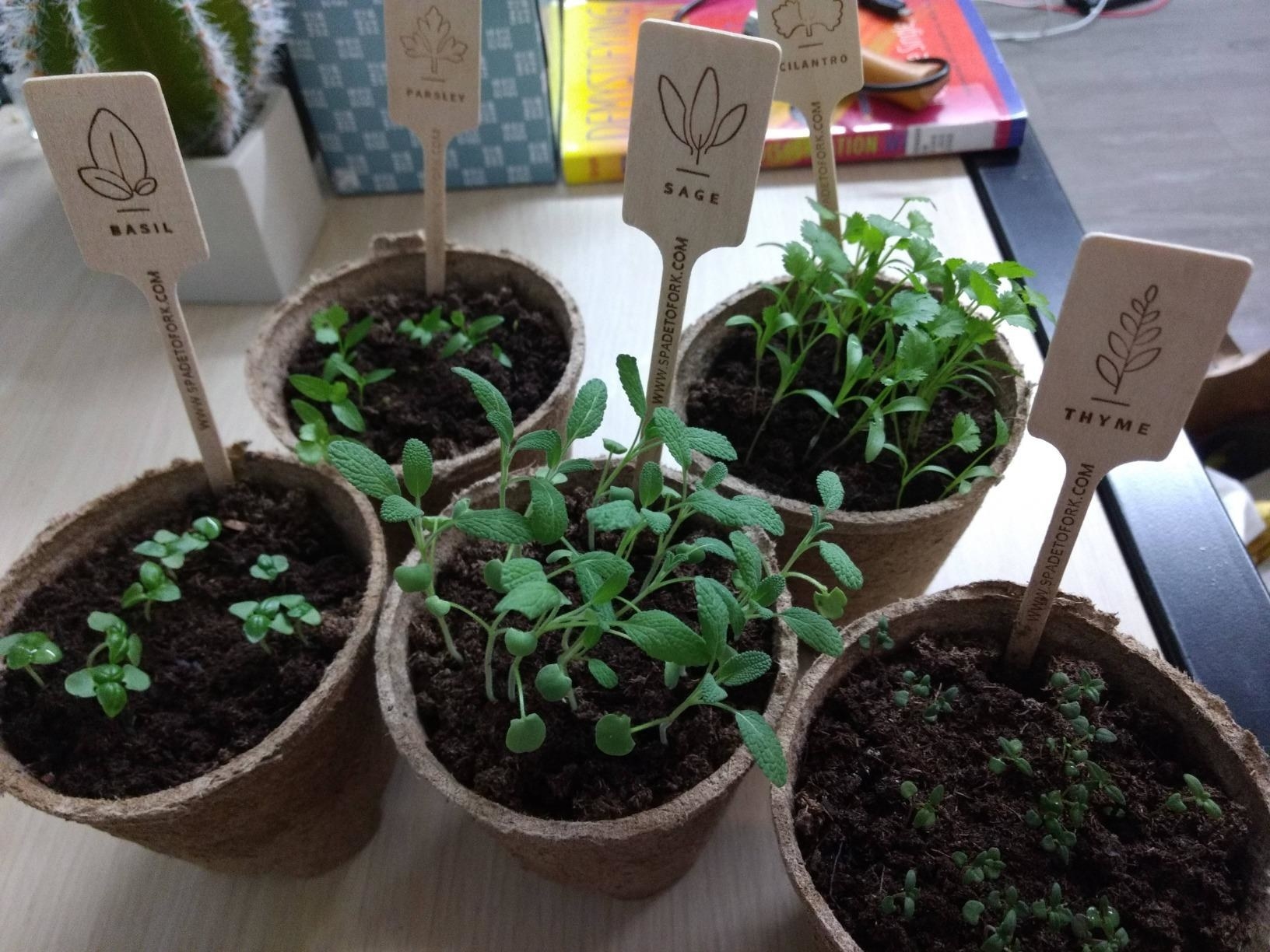 reviewer image of the five indoor pots growing basil. parsley, sage, cilantro, and thyme