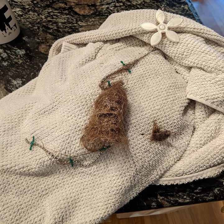 reviewer photo of hair that was pulled out using the drain protector