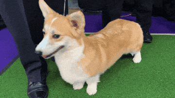 corgi looking around and yawning at the westminster kennel club dog show