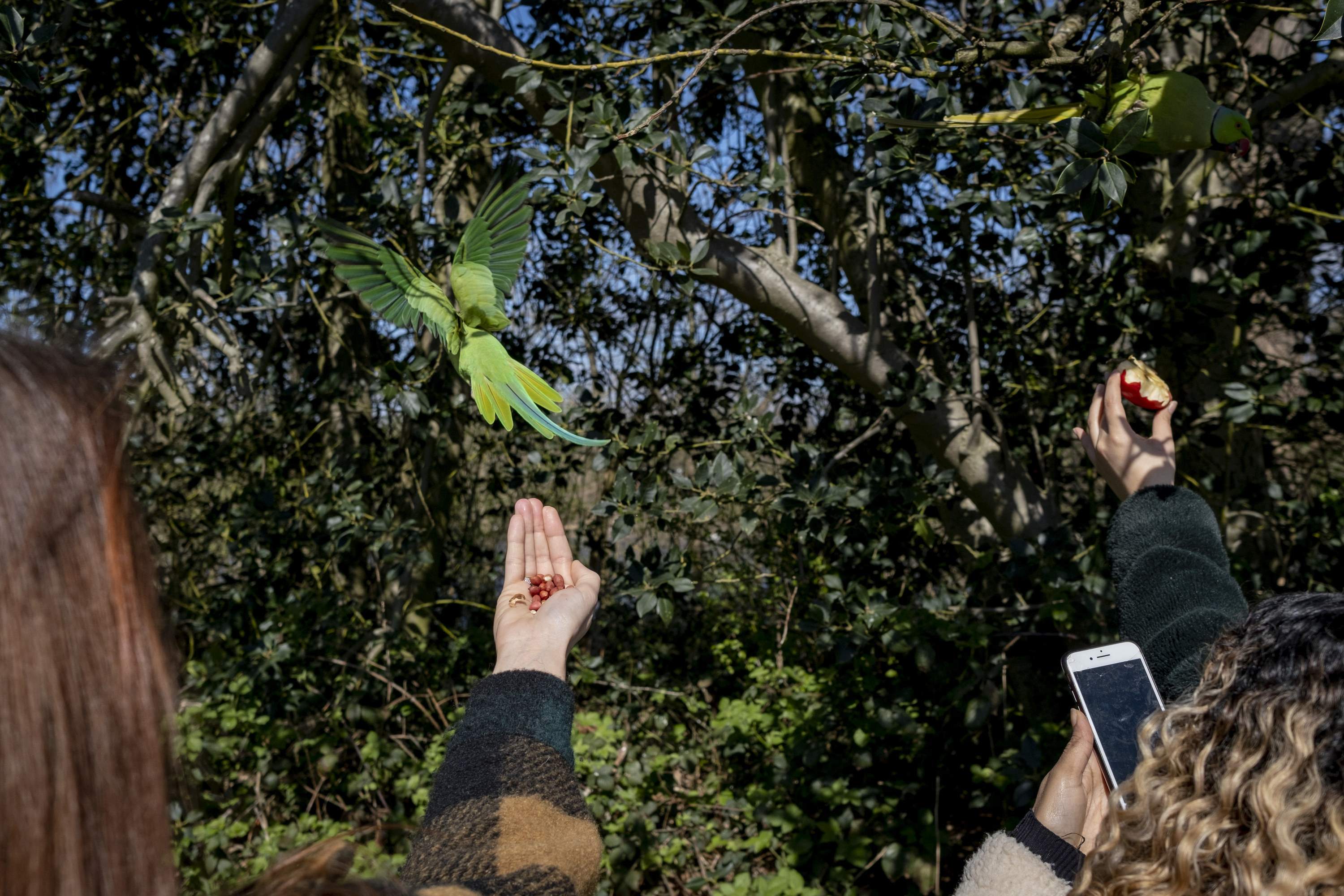 Park visitors offer food to ring-necked parakeets in Kensington Park, London