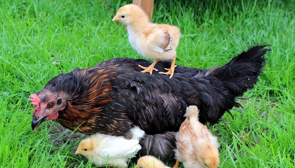 momma chicken helping her chicks