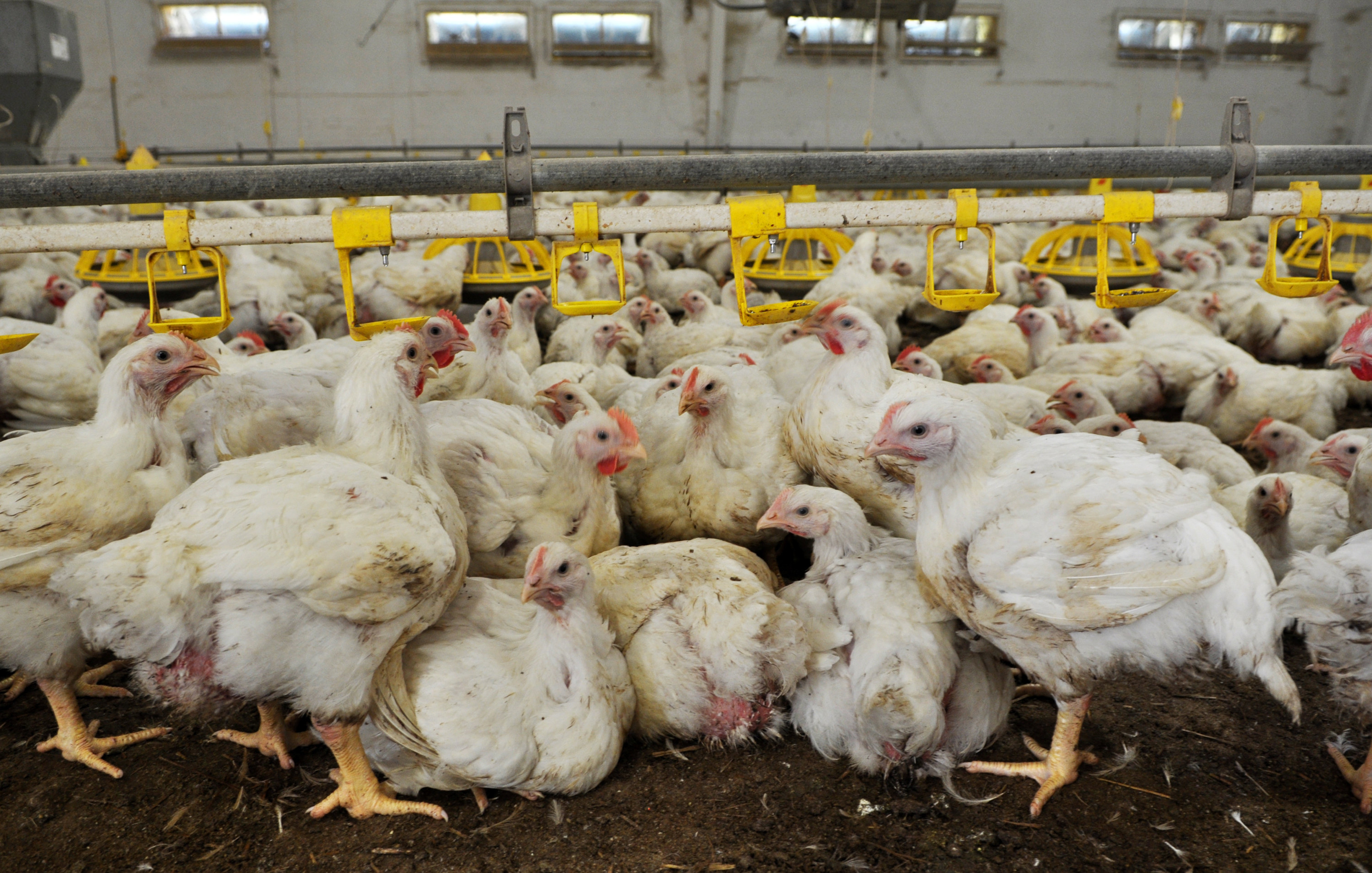 chickens waiting to die in a factory