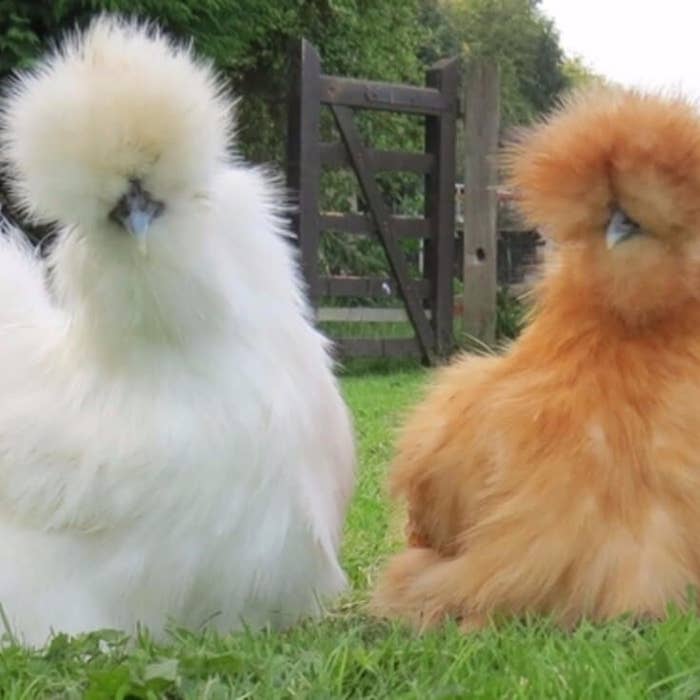 2 fluffy silkie chickens being cute