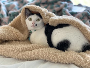 a black and white cat wrapped in a tan blanket