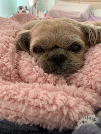 a shih tzu nestled in a pink fuzzy blanket