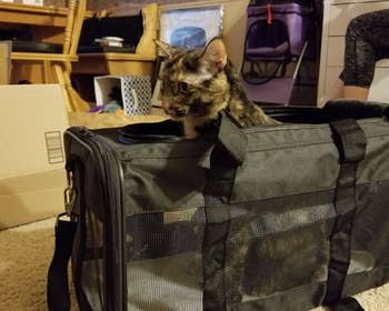 cat sitting upright in the black carrier