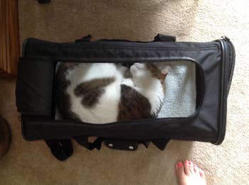 cat sleeping curled up in the carrier with room to spare