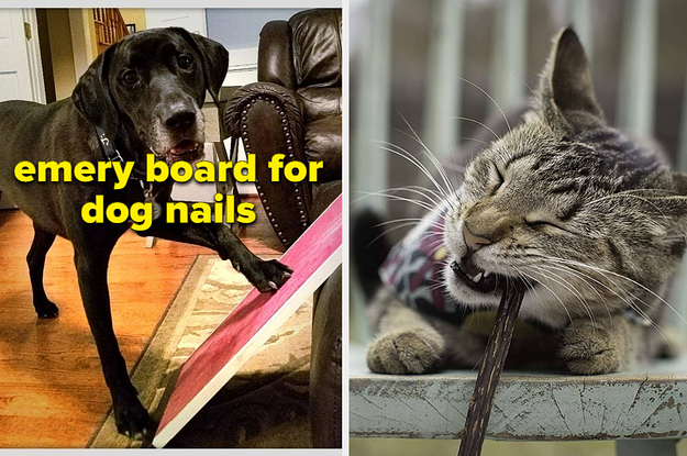 L: dog rubbing its nails on a scratchpad, which is like an emery board for dogs R: cat chewing matatabi stick, a catnip alternative treat