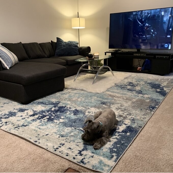 the blue and white rug with a black sectional on it and a gray dog laying on it