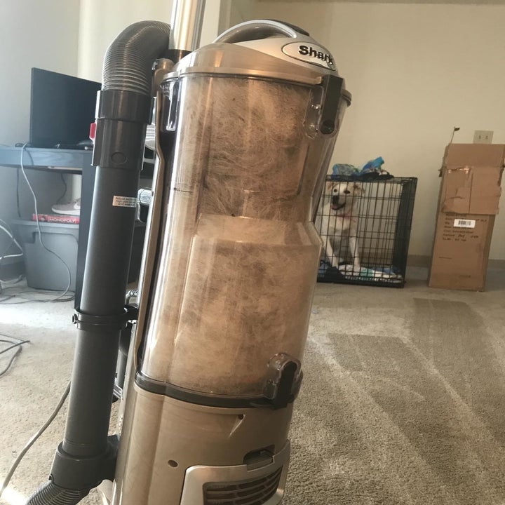 11 Best Cheap Upright Vacuums Under 200 Feared By Dirt